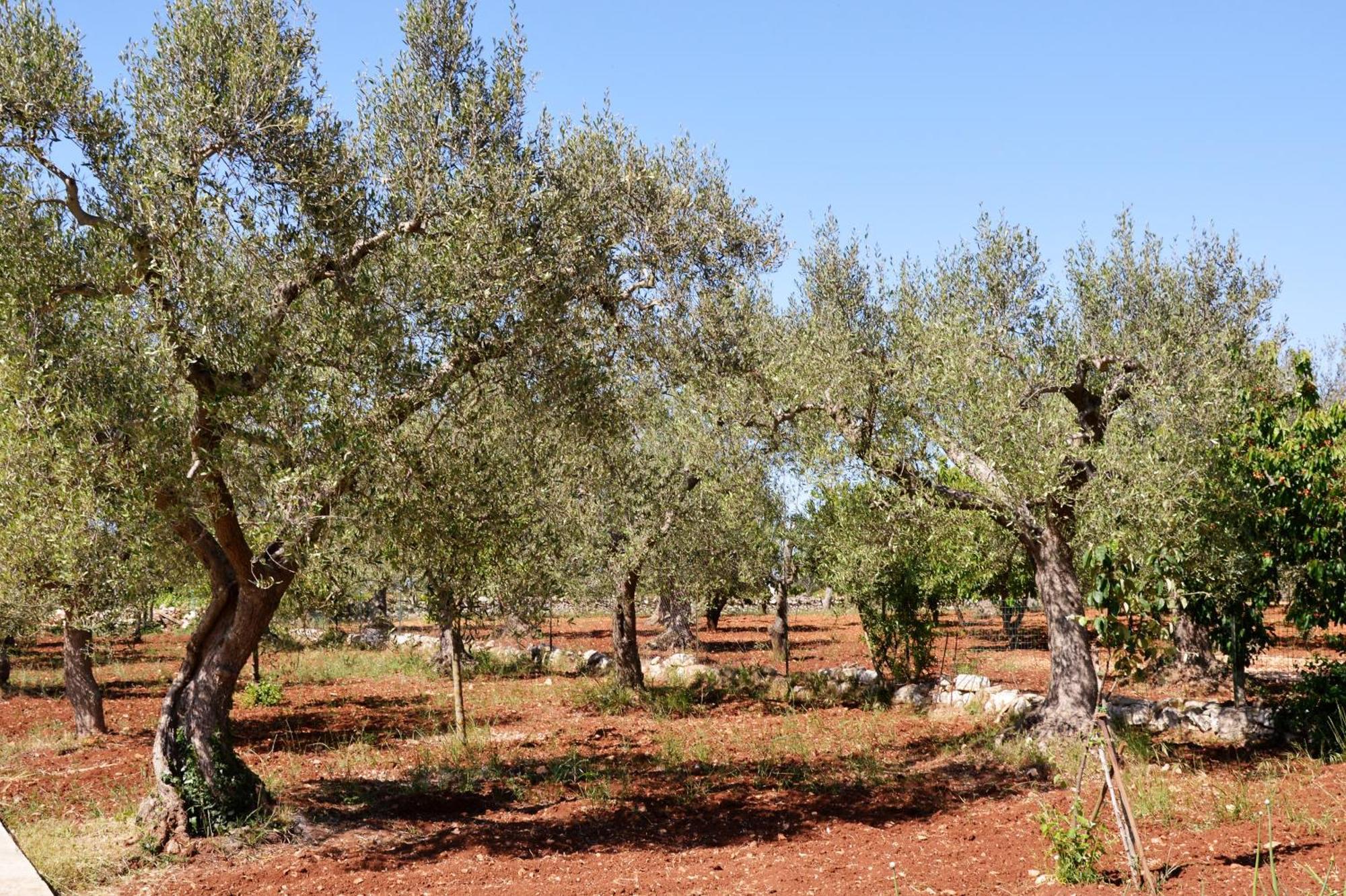 Casa Delle Rondini Bed & Breakfast Alberobello Ngoại thất bức ảnh